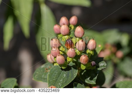 A Bright, Beautiful Shrub (hypericum Androsaemum) With Red Berries Growing In The Garden On A Sunny,