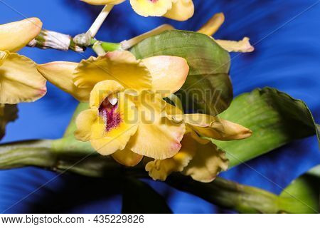 Golden Yellow Flowered Dendrobium Orchid (dendrobium Chrysanthum)