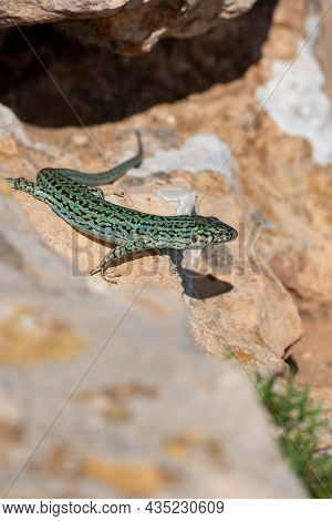Formentera Lizard, Podarcis Pityusensis On A Rock Spain.
