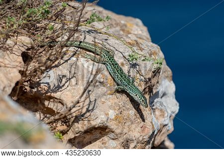Formentera Lizard, Podarcis Pityusensis On A Rock Spain.