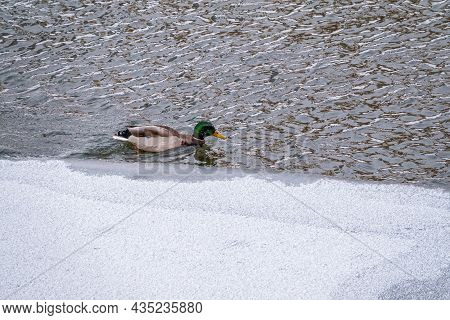 The Surface Of The Water Is Partially Covered With Ice. Mallard Duck Swmming In Winter River.dangero