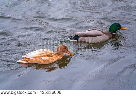 Yellow Colored Mallard Female Duck Swims In The Pond. Animal Polymorphism. Portrait Of A Female Of D