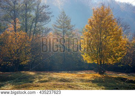 Tree In Golden Fall Foliage On The Meadow. Beautiful Nature Scenenry In Morning Light