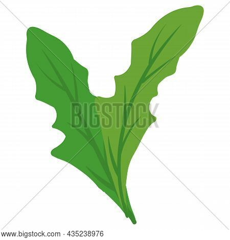 Arurgula, Ruccola, Natural Healthy Organic Nutrition Product. Vector Doodle Cartoon Flat Trendy Illu