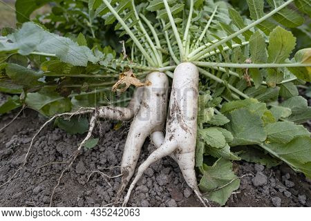 Daikon In The Garden. Daikon Farm. Daikon Lies On The Ground