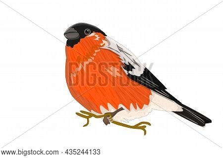Bullfinch Isolated On White Background. Cartoon Finch. Beautiful Red Winter Bird. Pyrrhula Pyrrhula.