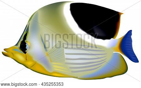 Saddleback Butterflyfish (chaetodon Ephippium) - Colored Illustration With Coral Reef Fish Isolated 