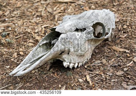 Weathered Skull Of A Dead Horse In The Forest. An Old Horse Skull Lies On The Ground. Bone Skull Wit