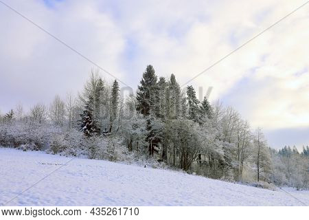 Winter forest in Carpathians in mest and evening light. take in Ukraine
