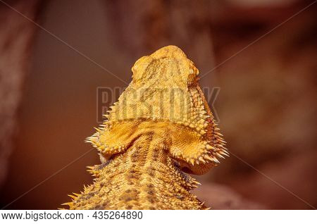 Bearded Dragon Shot At Wilhelma Zoo In Stuttgart, Germany Under A Stunning Gold Light.