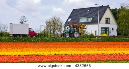 Talon ja Tulipfield