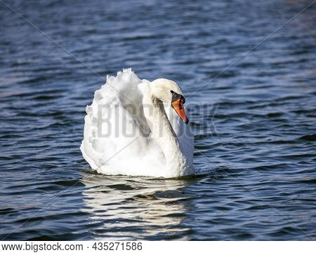Sibilant Swan Is  Large Waterfowl That Swims Beautifully On The Water. Male Swan On Calm Blue Water 