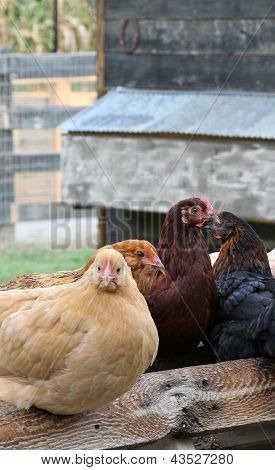 Fowl Play