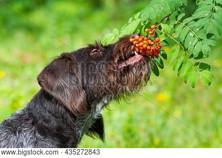 The Dog Plucks The Red Berries Of Wild Mountain Ash Directly From The Branch And Eats Them. Close-up