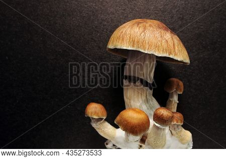 Psychedelic Psilocybin Mushrooms Golden Teacher, Top View, Close-up. Psilocybe Cubensis Raw Mushroom