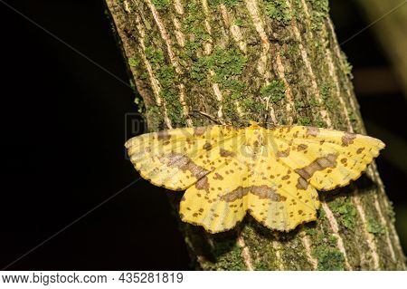 A Close Up Of A Crocus Geometer Moth