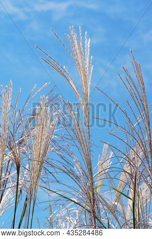 Miscanthus Panicles Against Bright Blue Sky. Miscanthus Sinensis, Eulalia, Japanese Silver Grass. Ab