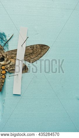 Pinned Tomato Hornworm Moth With Wings Spread On A Foam Board
