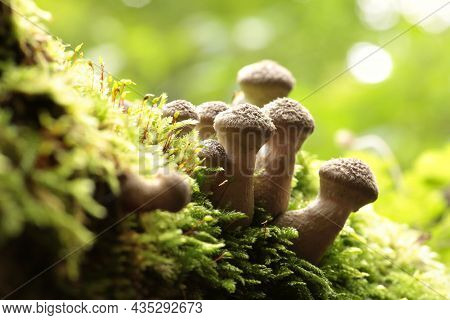 Mushrooms tree trunk Closeup Nature Macro plant Nature background trees Nature background Nature background Mushroom Nature autumnal Nature background Nature background Autumn forest Nature background outdoor Nature background Nature background.