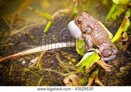 Bronze Frosch, Lithobates Clamitans Clamitans, Paarungsverhalten anrufen