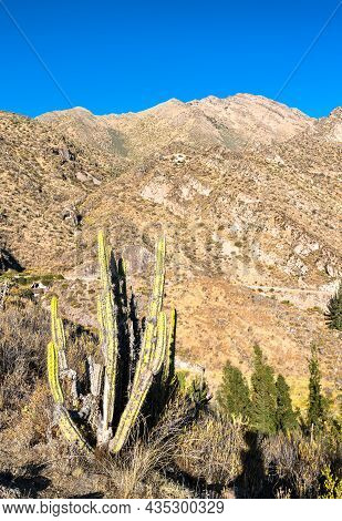 Cactus Plant At Huambo Near The Colca Canyon In The Arequipa Region Of Peru