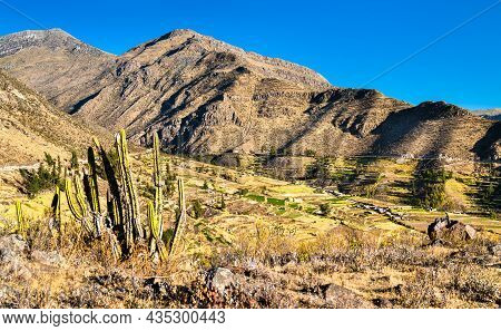 Cactus And Terraces At Huambo Near The Colca Canyon In The Arequipa Region Of Peru
