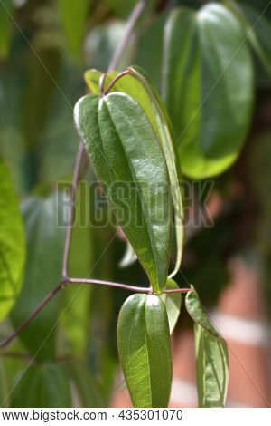 Armand Clematis Leaves - Latin Name - Clematis Armandii