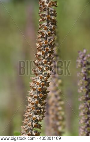 Iranian Germander Seed Pods - Latin Name - Teucrium Hircanicum