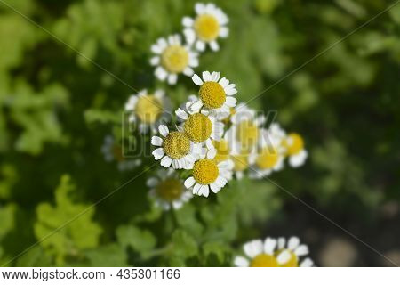 Golden Feverfew Flowers - Latin Name - Tanacetum Parthenium Aureum (chrysantemum Parthenium Aureum)