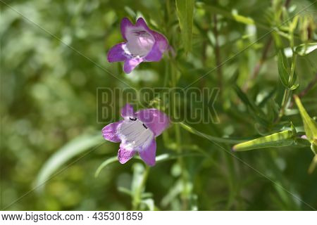 Red Rocks Beard Tongue - Latin Name - Penstemon X Mexicali Red Rocks