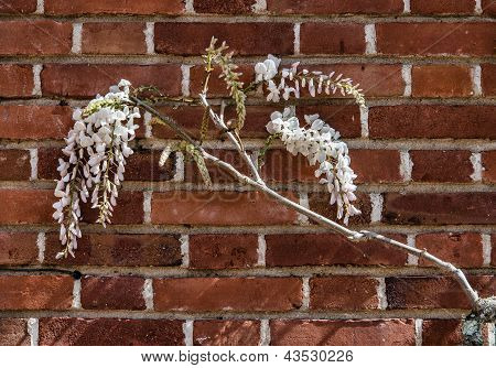 Bloomimg Wisteria