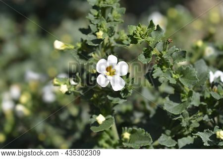 Ornamental Bacopa Flowers - Latin Name - Chaenostoma Cordatum