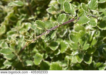 Swedish Ivy Marginatus Leaves - Latin Name - Plectranthus Forsteri Marginatus