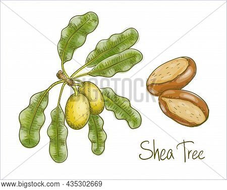 Vitellaria Paradoxa Or Shea Tree, Shi Tree. Vector Illustration.