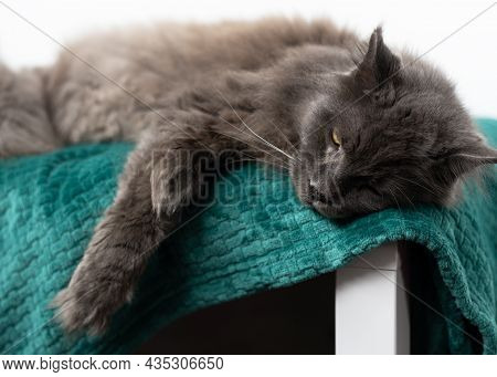 Big Gray Maincoon Cat Lies Lazily On A Green Bedspread.