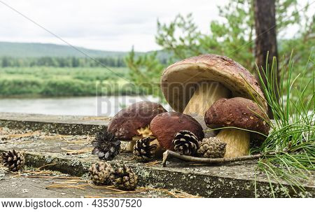 Large Mushrooms With A Brown Cap And Pine Cones On A Wooden Table Against The Background Of A Forest