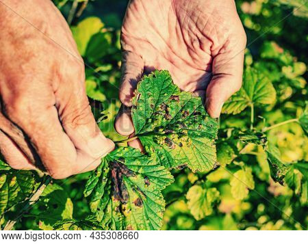 Gardener Shows Disease Of Red And Black Currants, Infection With Gallic Aphids Anthracnose
