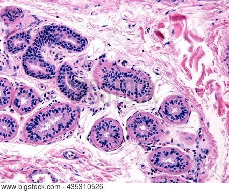 Secretory Unit Of An Eccrine Sweat Gland Surrounded By Connective Tissue. The Secretory Portion Is C