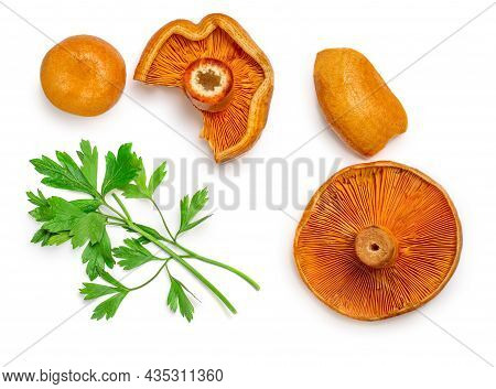 Red Pine Mushrooms  With Parsley Leaf  Isolated  On White Background. Top View.  Flat Lay. Pattern