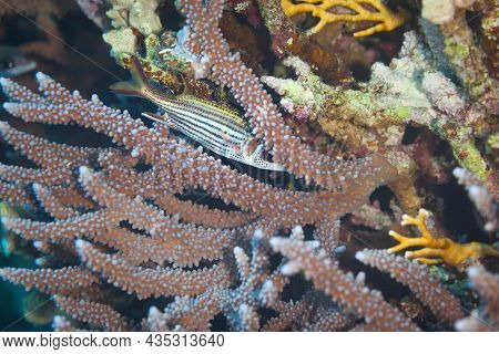 Fish Of The Red Sea. Neoniphon Sammara