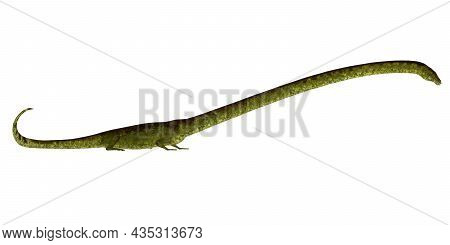 Tanystropheus Reptile Length 3d Illustration - Tanystropheus Was A Carnivorous Semi-aquatic Marine R