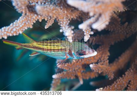 Fish Of The Red Sea. Neoniphon Sammara