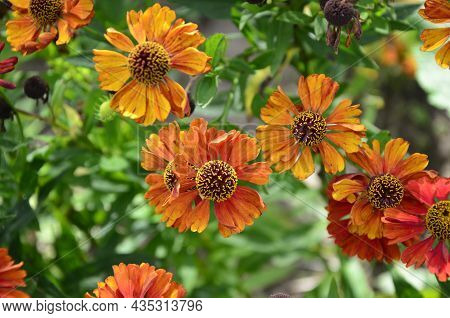 Bunch Of Helenium Autumnale Flowers Growing In The Garden