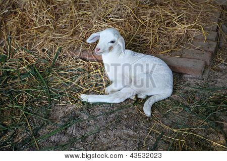 White Newborn Lamb