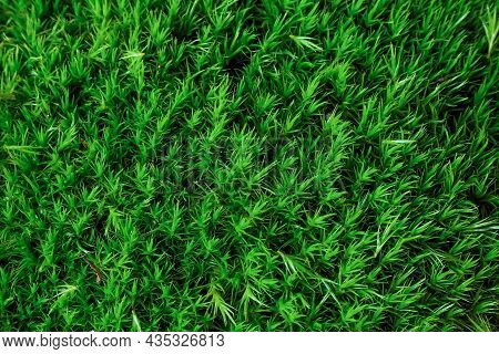 Moss Dicranum Scoparium, Evergreen Plant Of The Moist Forest. Green Moss Texture And Background.
