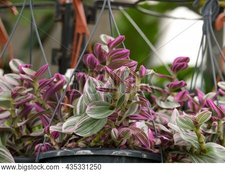 Ornamental Plant Tradescantia Fluminensis Or Inch Plant In The Pot