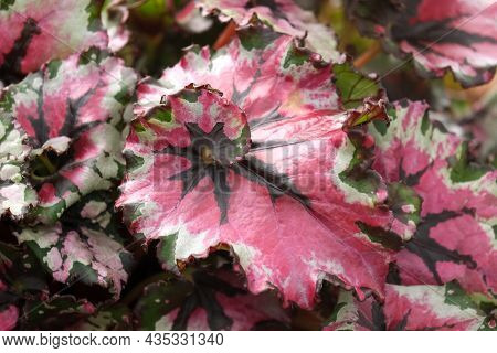 Beautiful Leaves Of Exotic Plant Royal Begonia (latin - Begonia Rex)