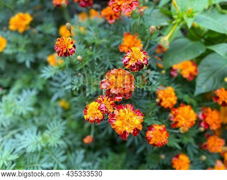 Background Of Beautiful Flowers Of Marigolds Erect (tagetes Erecta). Red Flowers Of Tagetes Erecta