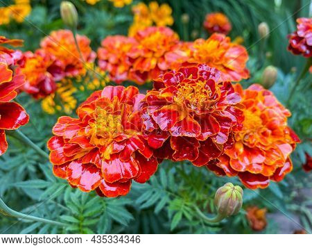 Background Of Beautiful Flowers Of Marigolds Erect (tagetes Erecta). Red Flowers Of Tagetes Erecta