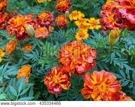 Background Of Beautiful Flowers Of Marigolds Erect (tagetes Erecta). Red Flowers Of Tagetes Erecta